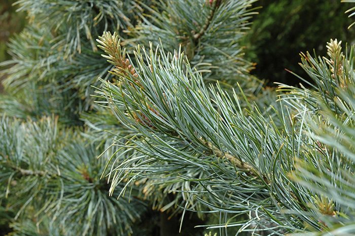 Pinul de cedru coreean (Pinus koraiensis) sau cedrul coreean