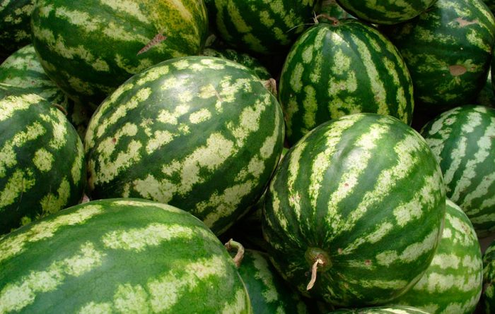 Insamling och lagring av vattenmeloner