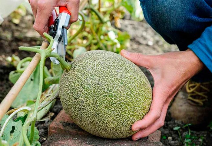 Sammlung und Lagerung von Melonen