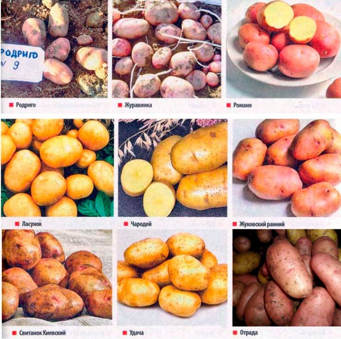 Types and varieties of potatoes