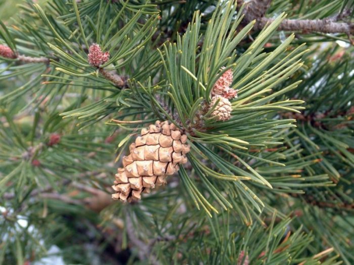 Scots pine (Pinus sylvestris)