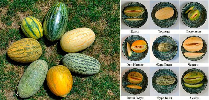 Types et variétés de melons