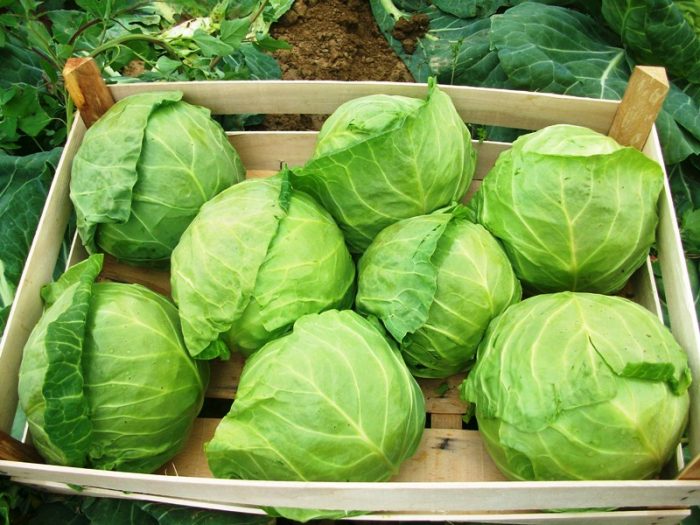 Harvesting and storing cabbage
