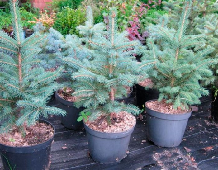 Spruce planting in open ground