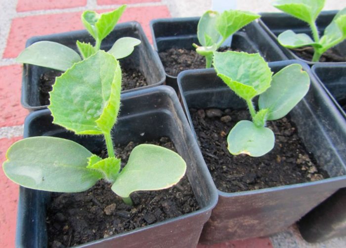 Melonen im Freien pflanzen