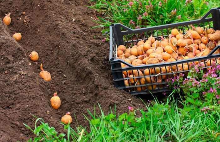 Planting potatoes in open ground