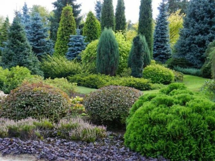 Spruce tree care in the garden