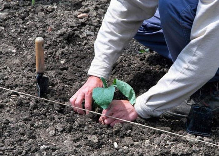 Planting eggplants in open ground