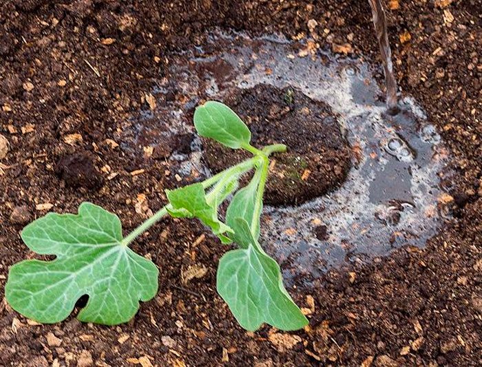 Plantera en vattenmelon i öppen mark