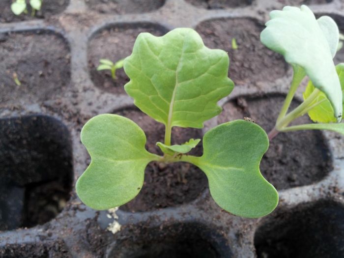 Growing rutabagas from seeds