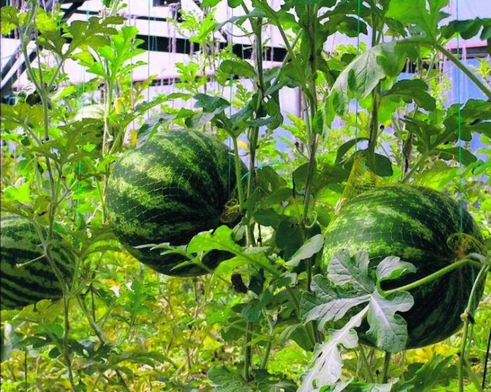 Wachsende Wassermelone in einem Gewächshaus