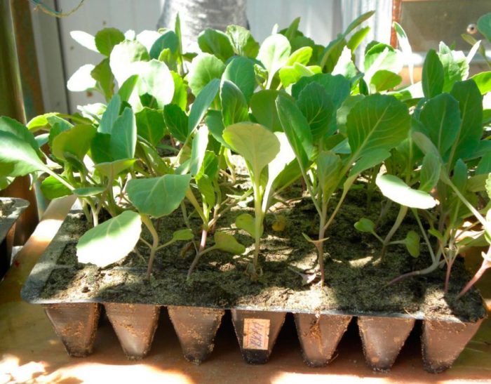 Growing cabbage seedlings