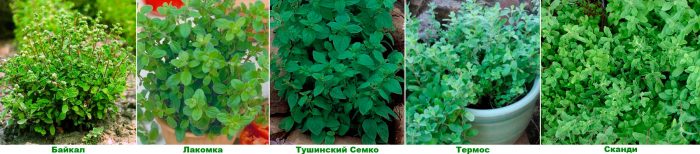 Types and varieties of marjoram with photos and names