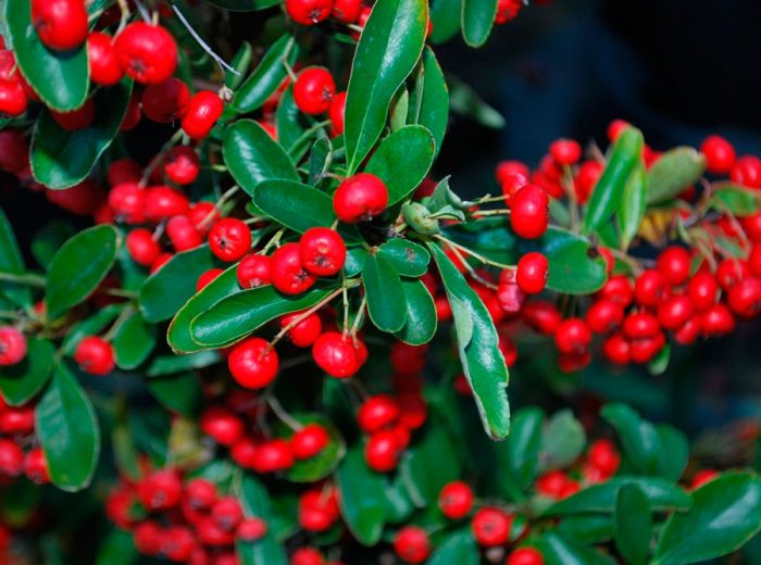 Pyracantha bright red