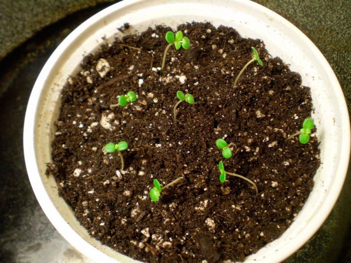 Growing marjoram from seeds