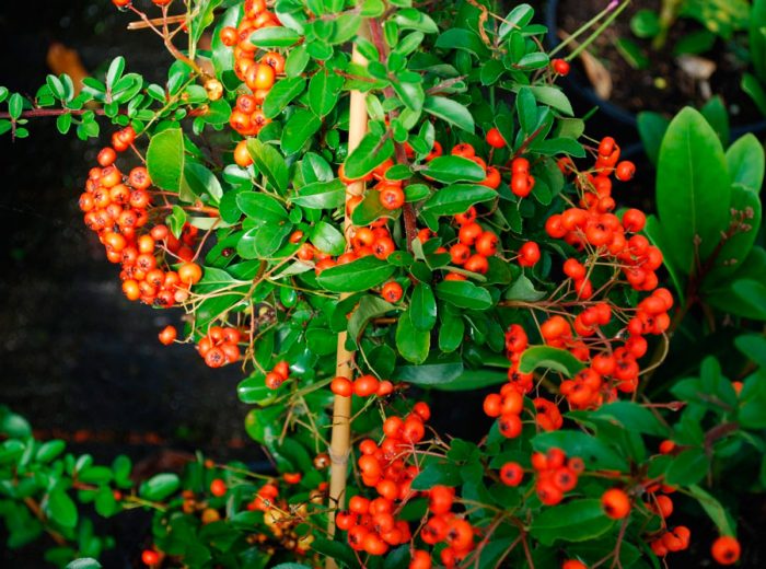 Caring for a pyracantha in the garden