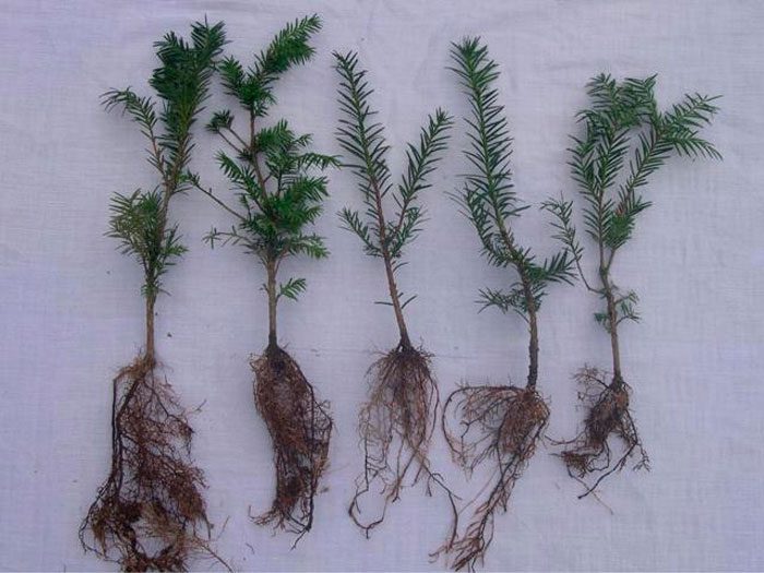 Propagation of yew by cuttings