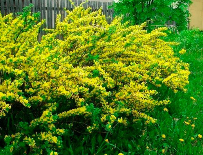 Caring for broom in the garden