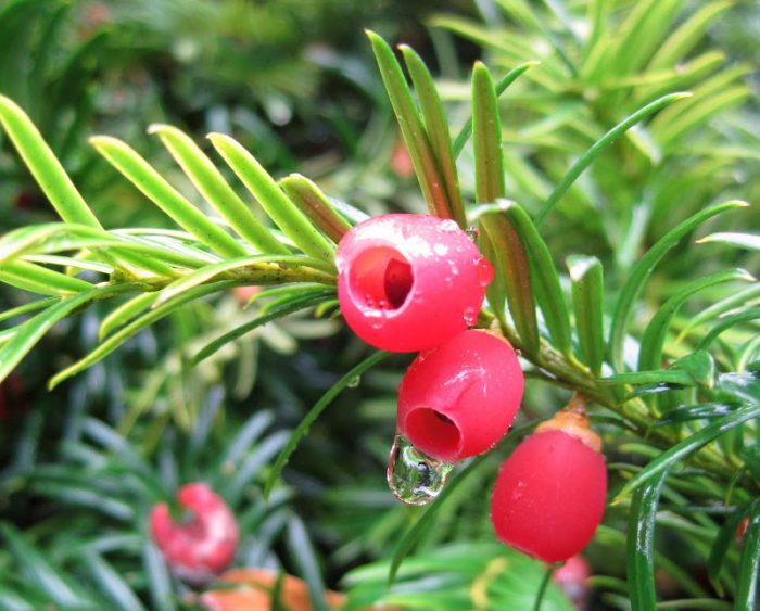 Short-leaved yew