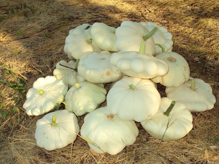 Collection and storage of squash