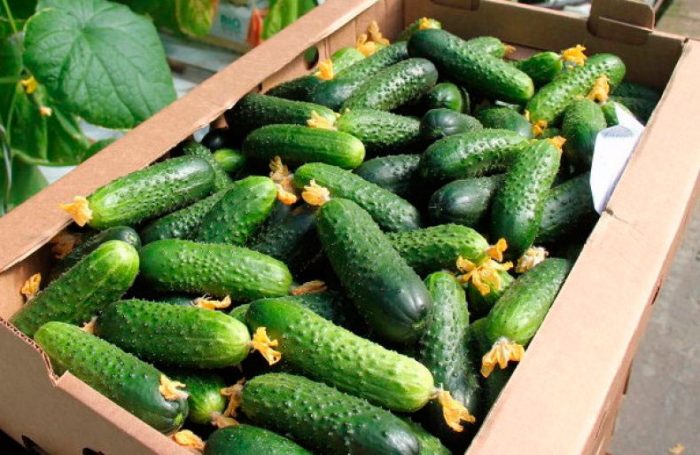 Collection and storage of cucumbers