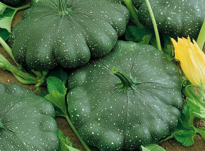 Squashvarianter med mörkgröna frukter