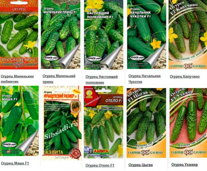 Types and varieties of cucumbers