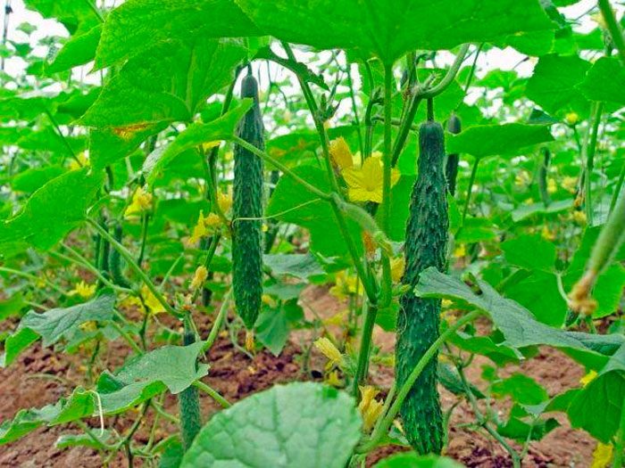 Chinese long cucumbers