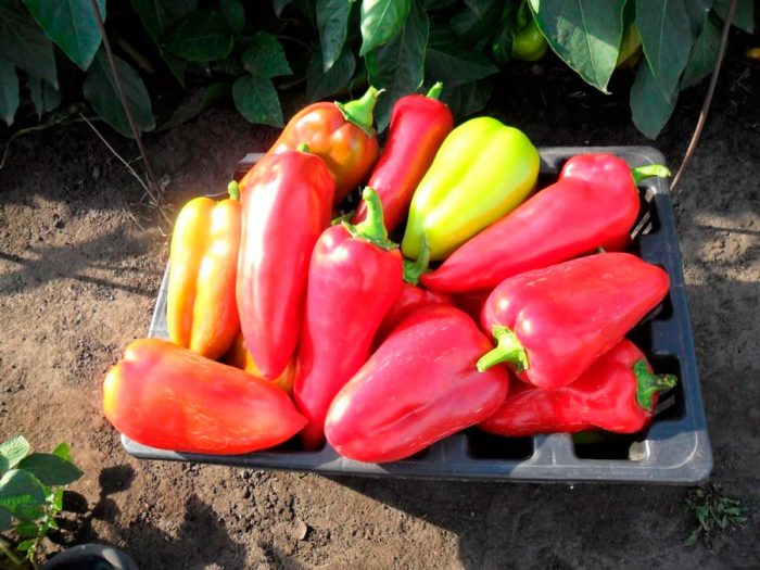 Collection and storage of peppers