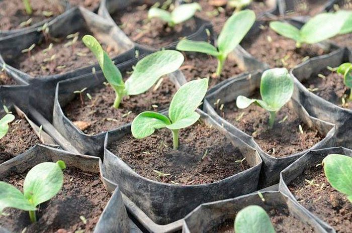 How to grow through seedlings