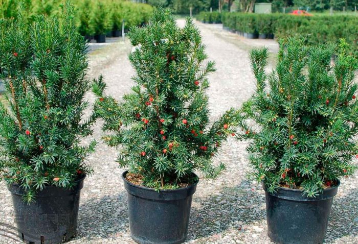 Planting yew in open ground