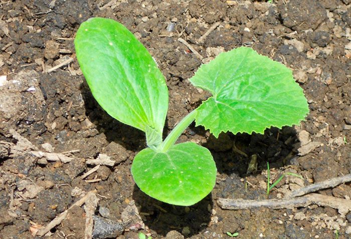 Growing squash from seeds