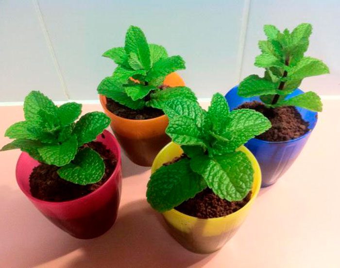 Growing mint on a windowsill