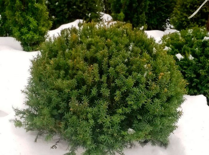 Yew in winter