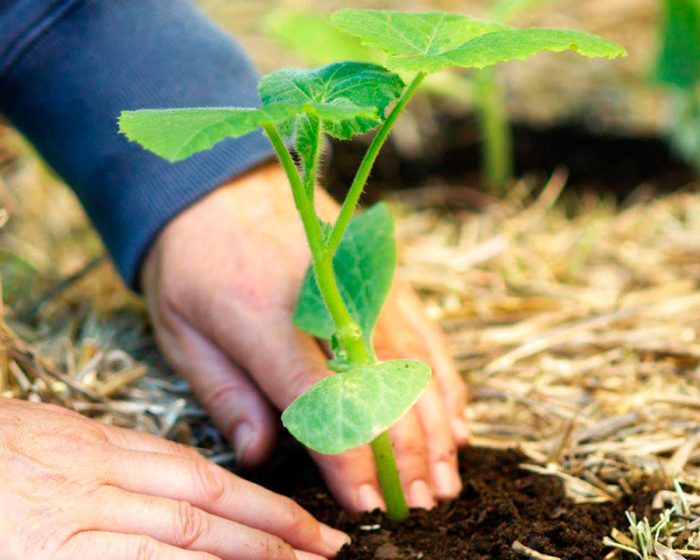 Plantera squash i marken