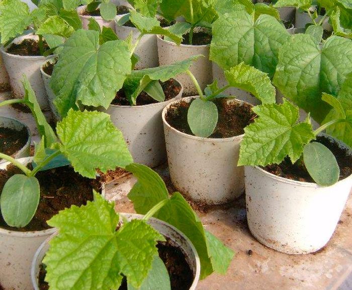 How to care for seedlings