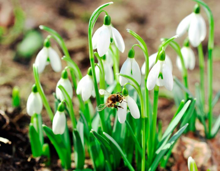 Reproduction of snowdrops