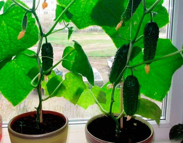 Growing cucumbers at home