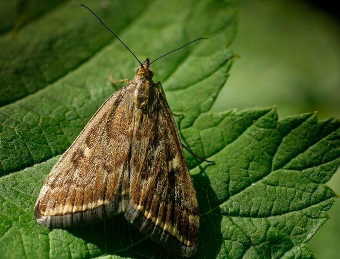 Meadow moth