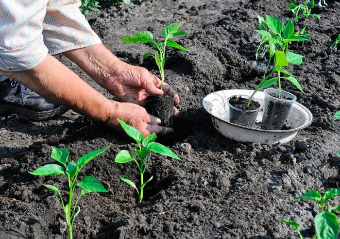 Plantera peppar i öppen mark