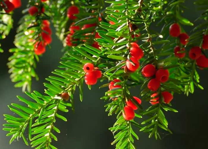 Short-leaved yew