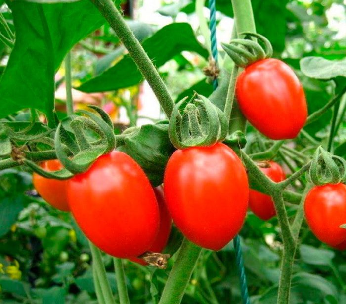 Tomato care