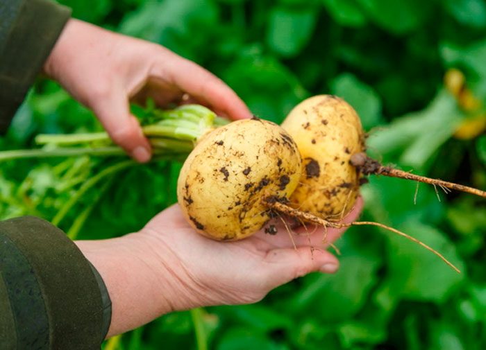 Turnip harvesting and storage