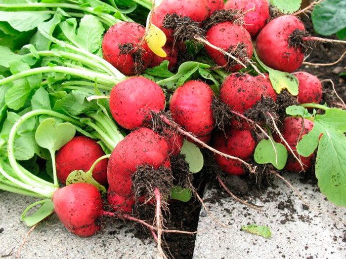 Harvesting and storage of radishes