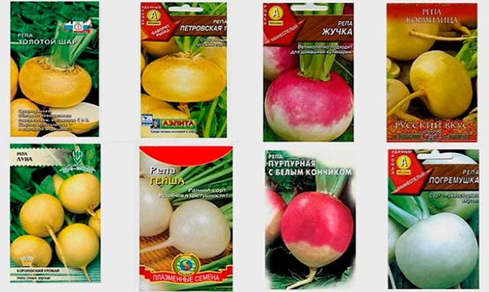 Types and varieties of turnip