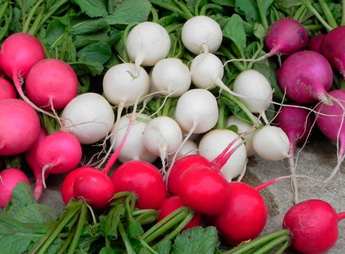 Types and varieties of radish