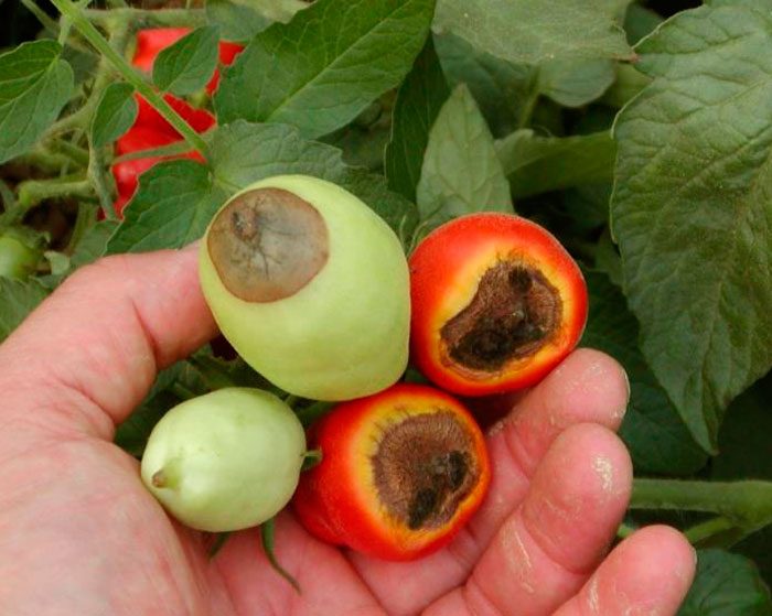 Pests and diseases of tomatoes