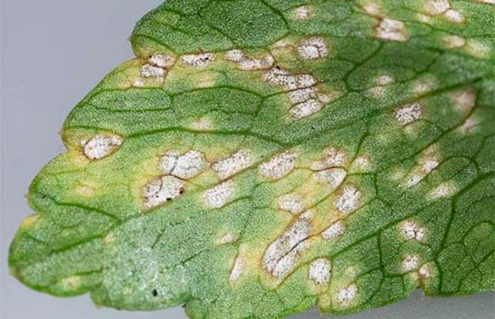Septoria parsley, or white spot