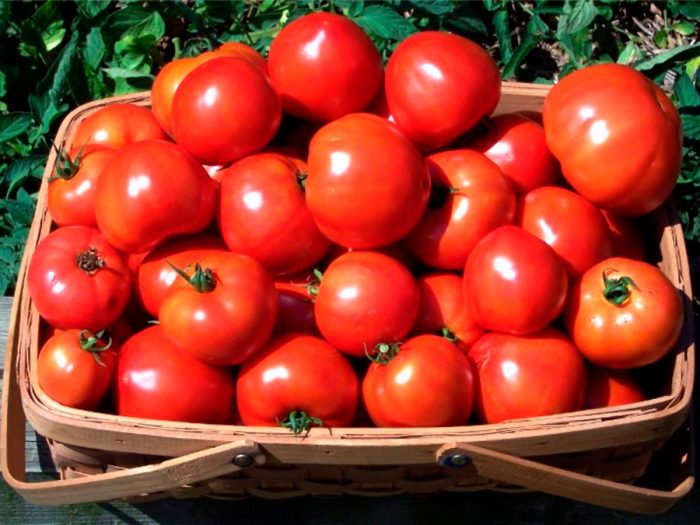 Collection and storage of tomatoes
