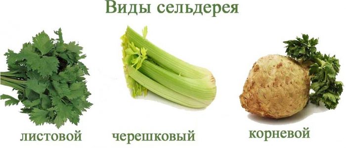 Types and varieties of celery